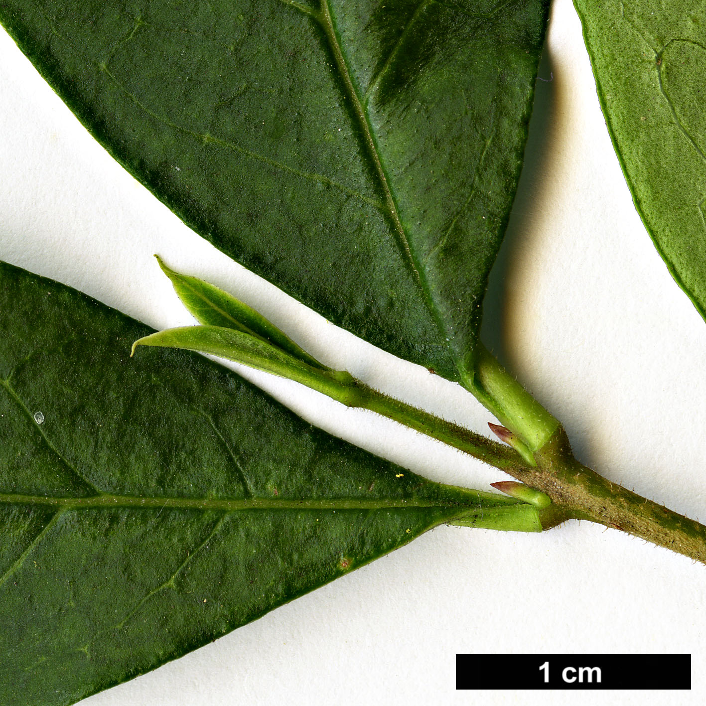 High resolution image: Family: Oleaceae - Genus: Ligustrum - Taxon: ×ibolium (L.obtusifolium × L.ovalifolium)